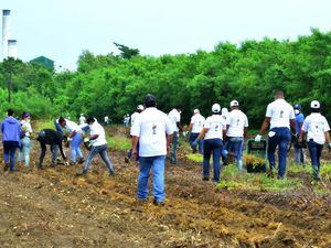 Voluntarios de CAEI plantan mil árboles en San Pedro de Macorí­s