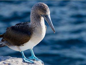 El Covid -19 amenaza la biodiversidad de las Islas Galápagos y su lucha contra el plástico