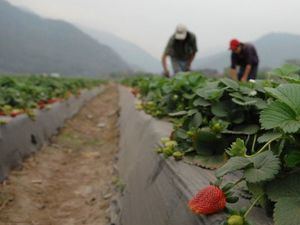 La biodiversidad de los suelos es ignorada, pero es fundamental para alimentar al planeta