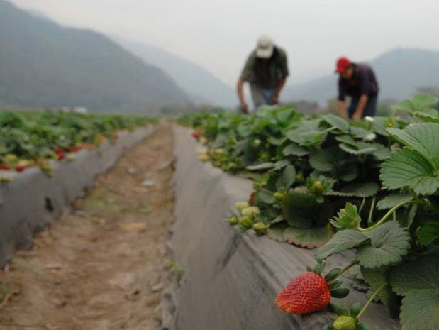 Cultivo de fresas