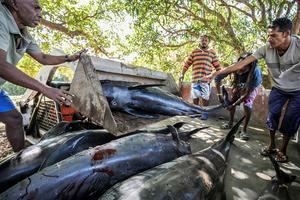 Manifestaciones en Mauricio tras el desastre ecológico y la muerte de 39 delfines