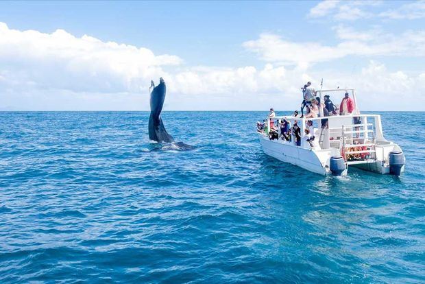 Excursión para presenciar la visita de las ballenas que visitan la Bahía de Samaná