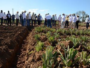 Embajadores dominicanos visitan proyecto de piñas de Monte Plata