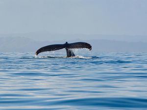 Fotografía cedida por el Ministerio de Medio Ambiente que muestra el avistamiento de una ballena jorobada el 4 de febrero de 2021, en Samaná, República Dominicana.