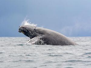 Fotografía cedida por el Ministerio de Medio Ambiente que muestra el avistamiento de una ballena jorobada el 4 de febrero de 2021, en Samaná, República Dominicana.