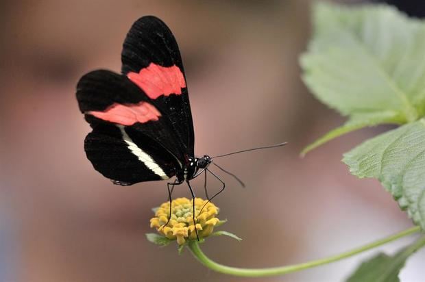 Descubren por qué cambian los colores de las mariposas