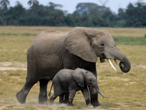 Dos especies de elefantes africanos están en peligro de extinción,