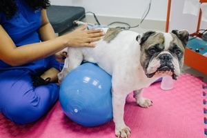 Integralvet y Fisio Care Pet inauguran la primera franquicia internacional de Fisioterapia para mascotas.