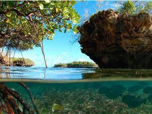 Algas, pastos marinos, ciénagas y manglares: otra barrera contra el cambio climático en peligro