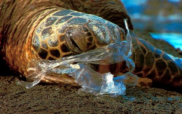 Campaña de erradicación del plástico en las playas