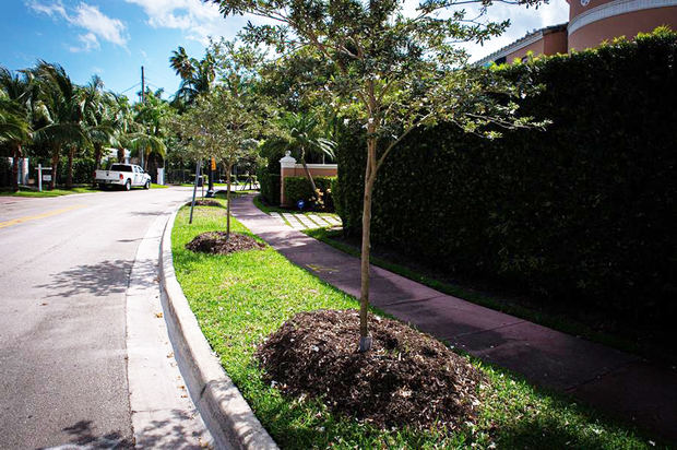 Vista general de una calle con nuevos árboles plantados el 3 de marzo de 2021, en Miami Beach, Florida, EE.UU.