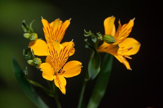 La flor de Amancay, sí­mbolo del amor incondicional en la Patagonia argentina