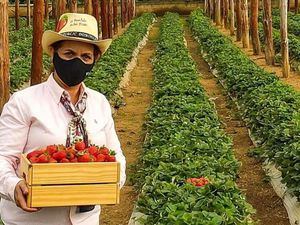 Fresas Ariyama, entre fresas y pinos