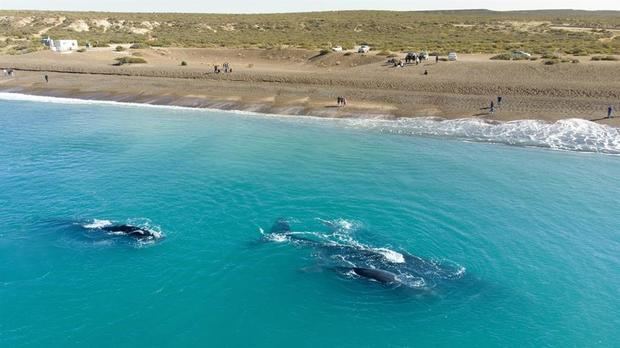 Fotografía cedida por Puerto Madryn que muestra las ballenas en Puerto Madryn el pasado mes de agosto del 2019, en Chubut, Argentina.
