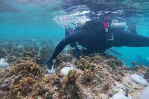 El gran desafí­o del rescate de los arrecifes del Caribe mexicano