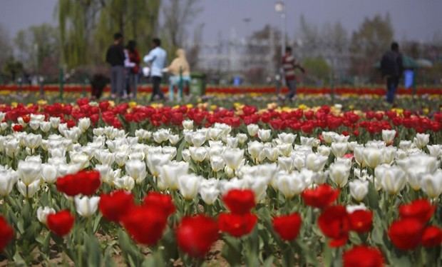 La Cachemira india reabre el jardín de tulipanes más grande de Asia.