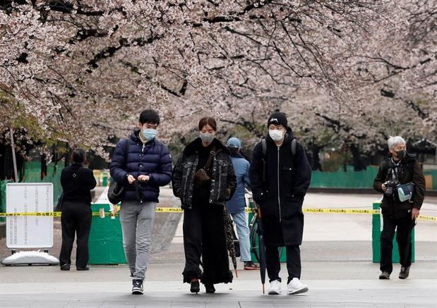 Varios turistas caminan entre los cerezos en flor en Ueno Park, donde se ha prohibido celebrar fiestas de los cerezos en esta temporada, en Tokio, Japón.