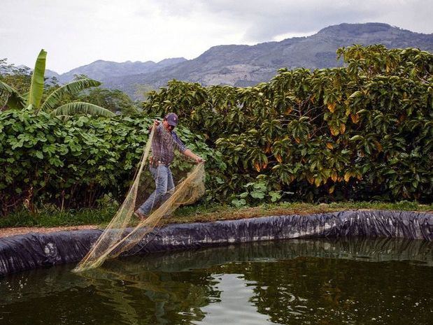 Una piscifactoría para la cría de tilapia de forma sostenible en Guatemala.