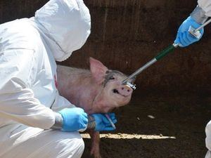 Un equipo ayudará a detectar la peste porcina en menos de 2 horas en el país