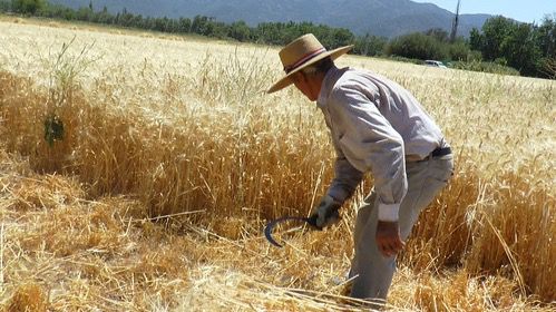 Fundéu Guzmán Ariza: 'cegar' no es lo mismo que 'segar'.