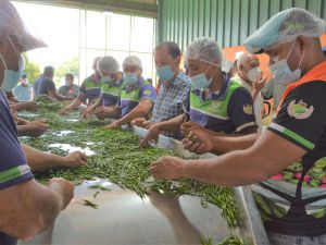 FEDA impulsará crianza de ovejas, chivas y pollitas con porcicultores afectados por la PPA