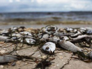 Miles de peces aparecen muertos en la costa sur de República Dominicana