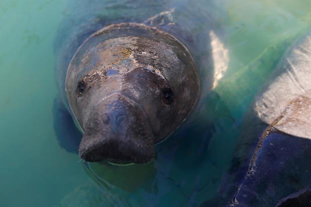 El dinero busca salvar del hambre a esta especie icónica de Florida afectada por la pérdida de pastos marinos y ayudar a centros de rehabilitación que albergan medio centenar de manatíes enfermos. Foto de archivo.