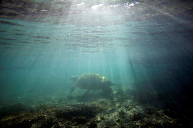 Una tortuga marina en medio del Océano Pacífico. 