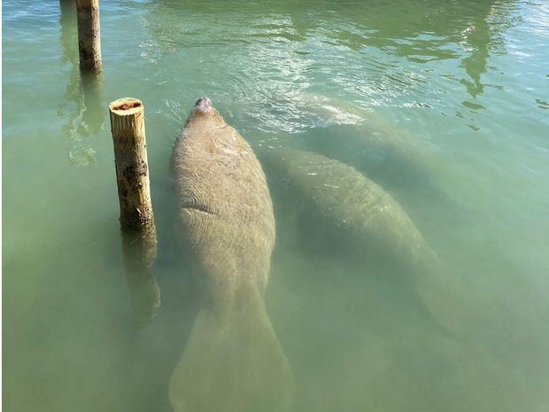 Fotografía del 13 de diciembre donde se aprecia a unos manatíes nadando entre lanchas en la Bahía de Miami, Florida, EE.UU.