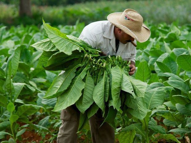 Siembra de tabaco.