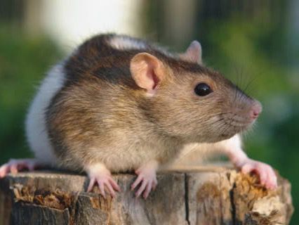 las ratas son capaces de estimar la duración de sus actos.