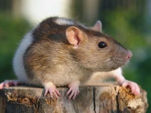 Como los humanos, las ratas son capaces de estimar la duración de sus actos