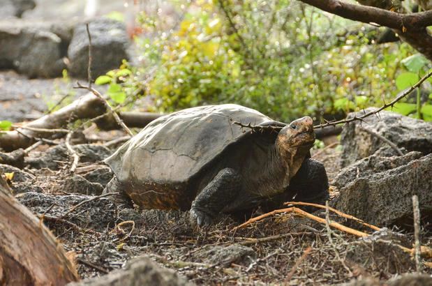 Fotografía sin fecha cedida por la Dirección del Parque Nacional Galápagos (PNG), de la tortuga Chelonisis phantasticus.