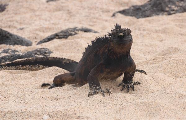 Una iguana marina camina por la Playa de los Perros, el 15 de noviembre de 2021, en la Isla Santa Cruz, en Galápagos (Ecuador). 