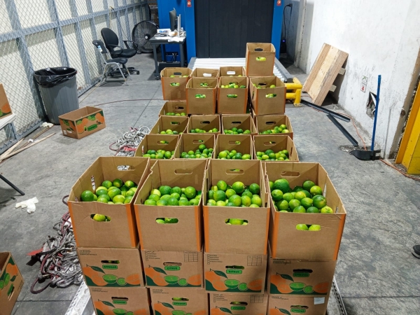 Dirección Nacional de Control de Drogas, (DNCD), apoyados por miembros del Cuerpo Especializado de Seguridad (CESAC) y coordinados por miembros del Ministerio Público, incautaron 162 piezas de cerámica, que simulaban ser limones rellenos de cocaína, 