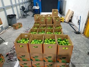 Autoridades dominicanas ocupan droga oculta en limones de cerámica