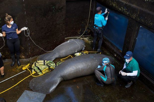 Grupo de especialistas prepara a los manatíes para devolverlos al mar.