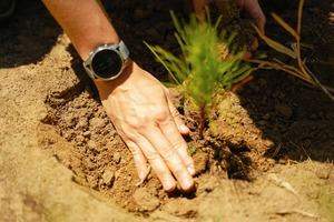 Popular refuerza compromiso ambiental con la segunda jornada de reforestación de 2024