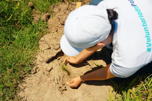 Los árboles sembrados beneficiarán a las subcuencas del río Bao.