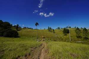 Voluntarios de Banco Popular siembran 4,300 árboles en Plan Sierra