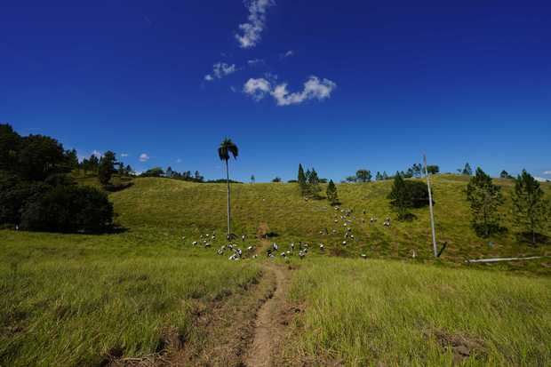 Los 200 empleados voluntarios del Banco Popular colaboran en la
reforestación de 61.5 tareas.