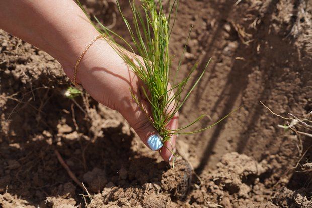 La reforestación realizada en Los Montones fortalecerá el desarrollo del ecoturismo,
generando empleo y atrayendo visitantes a la región de La Sierra.
