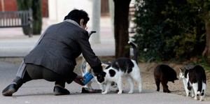 Científicos alertan del peligro de los gatos callejeros para la biodiversidad