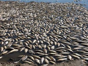 Medio Ambiente investiga muerte de peces en Sabana de la Mar y Miches