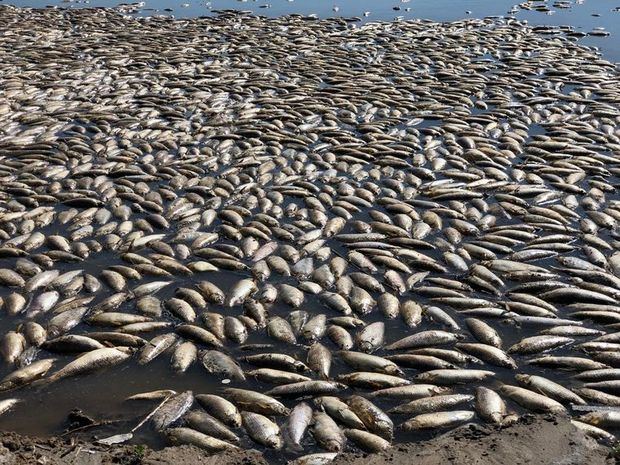 Medio Ambiente investiga muerte de peces en Sabana de la Mar y Miches.