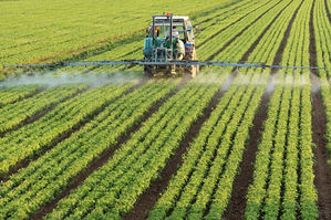 Agricultura apoya producción de aguacate