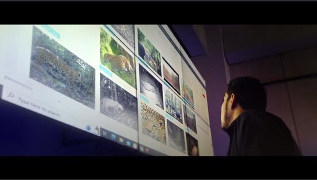 Análisis de grabación de jaguar capturada en México.