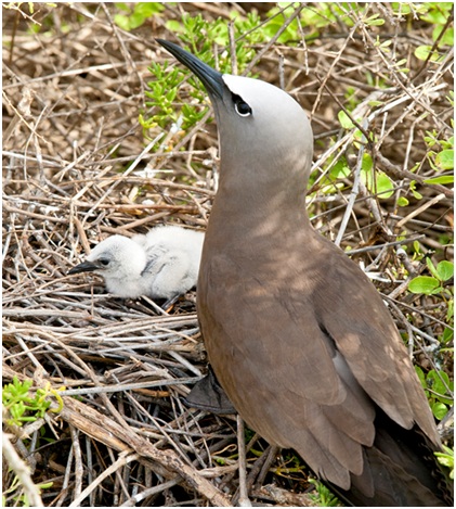 Cacería de aves