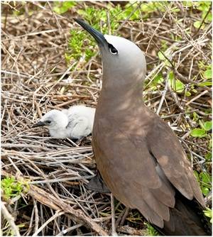 Medio Ambiente dispone veda de dos años en cacería de aves