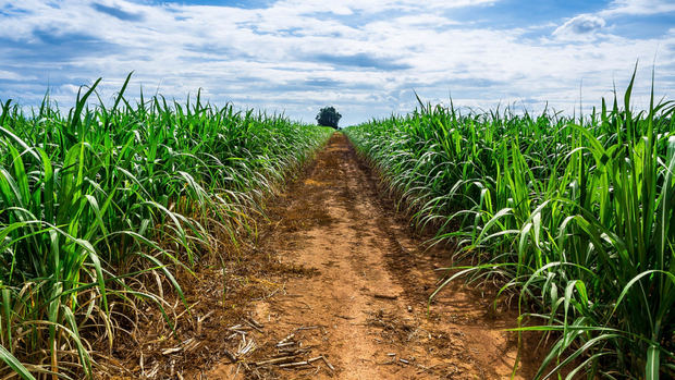 EE.UU. condena condiciones de trabajo de la industria azucarera en R.Dominicana